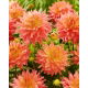 Dalia - Omega - GIGA paczka! - 50 szt.