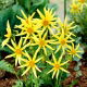 Dalia - Honka - GIGA paczka! - 50 szt.