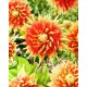 Dalia - Autumn Sunburst - GIGA paczka! - 50 szt.