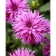 Dalia - Striped Ambition - GIGA paczka! - 50 szt.