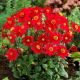 Dalia - Topmix Reddy - GIGA paczka! - 50 szt.