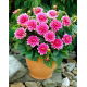 Dalia - Bluesette - GIGA paczka! - 50 szt.