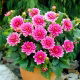 Dalia - Bluesette - GIGA paczka! - 50 szt.
