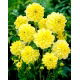 Dalia - Glory of Heemstede - GIGA paczka! - 50 szt.