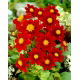 Dalia - Firebird - GIGA paczka! - 50 szt.
