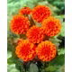 Dalia - Orange Nugget - GIGA paczka! - 50 szt.