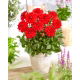 Dalia - Heatwave - GIGA paczka! - 50 szt.