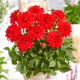 Dalia - Heatwave - GIGA paczka! - 50 szt.