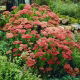 Rozchodnik Herbstfreude - Sedum - sadzonka - GIGA paczka! - 50 szt.