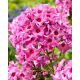 Floks (Phlox) - Płomyk wiechowaty - Ferris Wheel - 1 szt.