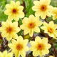 Dalia - HS Party