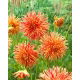 Dalia - Rejman's Firecracker - GIGA paczka! - 50 szt.