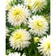Dalia - Ice Crystal - GIGA paczka! - 50 szt.