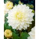 Dalia - White Perfection