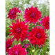 Dalia - Jocondo