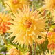 Dalia - Penhill Autumn Shade - duża paczka! - 10 szt.