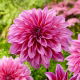Dalia - Arthur Hambley