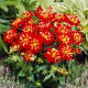 Dalia - Impression Festivo