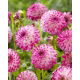 Dalia - Pink Isa