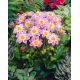 Dalia - Impression Famoso