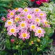 Dalia - Impression Famoso