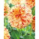 Dalia - Painted Madam