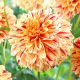 Dalia - Painted Madam