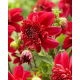 Dalia - Inca