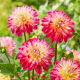 Dalia - Double Shine - GIGA paczka! - 50 szt.