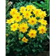 Dalia - Yellow Sneezy - GIGA paczka! - 50 szt.