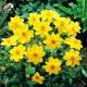 Dalia - Yellow Sneezy - duża paczka! - 10 szt.