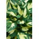 Funkia - Hosta Colored Hulk - duża paczka! - 10 szt.