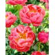 Piwonia, Paeonia - Coral Charm - sadzonka