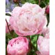 Piwonia, Paeonia - Lady Alexandra Duff - sadzonka