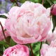 Piwonia, Paeonia - Lady Alexandra Duff - sadzonka