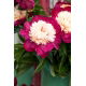 Piwonia, Paeonia - White Cap - sadzonka