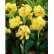Kanna - Yellow Futurity
