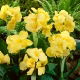 Kanna - Yellow Futurity - duża paczka! - 10 szt.