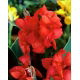 Kanna - Red Beauty