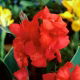 Kanna - Red Beauty - duża paczka! - 10 szt.