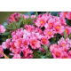 Alstremeria - Alstroemeria Roze - 1 szt.