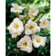 Liliowiec Longfields Beauty