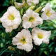 Liliowiec Longfields Beauty
