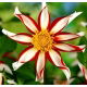 Dalia - Windmill - GIGA paczka! - 50 szt.
