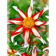 Dalia - Windmill - GIGA paczka! - 50 szt.