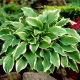 Funkia - Hosta Carol - duża paczka! - 10 szt.