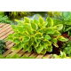 Funkia - Hosta Golden Tiara - GIGA paczka! - 50 szt.
