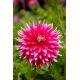 Dalia - Ac Dark Horse - GIGA paczka! - 50 szt.