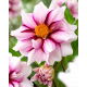 Dalia - Edge of Joy - GIGA paczka! - 50 szt.