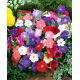 Petunia ogrodowa - mieszanka odmian